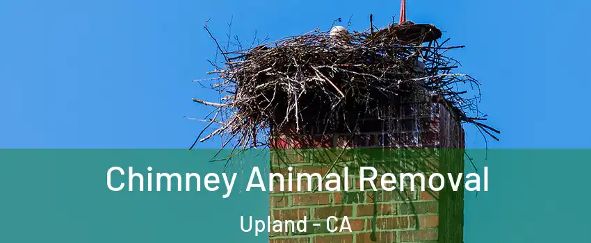 Chimney Animal Removal Upland - CA