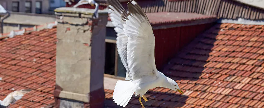 Residential Chimney Animal Removal Solution in Upland, CA