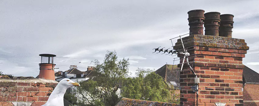 Chimney Cleaning And Restoration in Upland, California